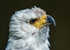 Jonathan Elliott - African Fish Eagle Portrait.jpg